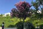 original IMG 1306