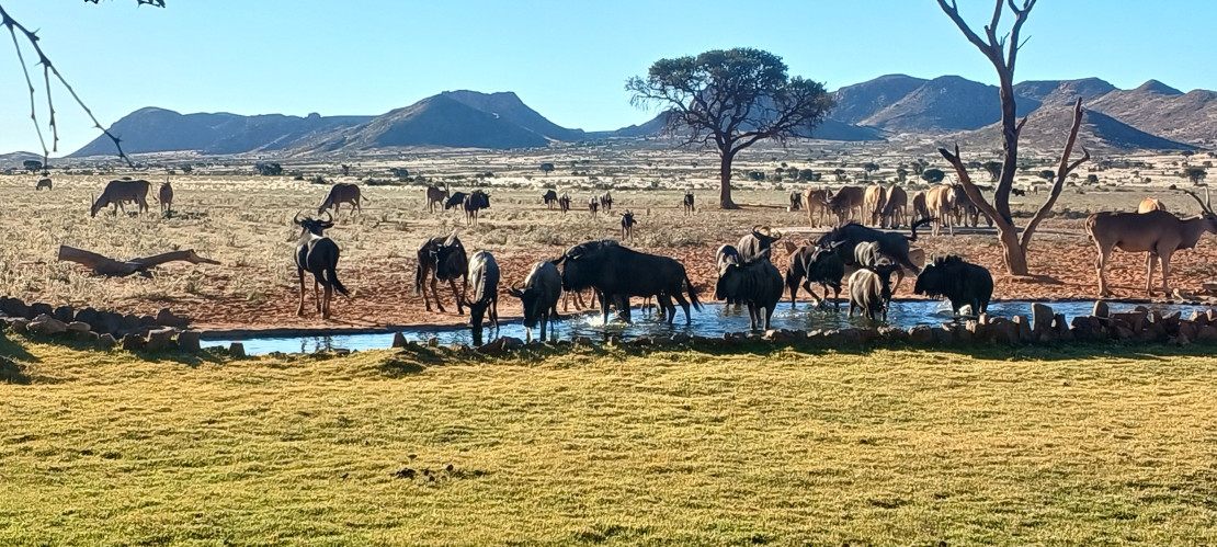 original 20260611 164207