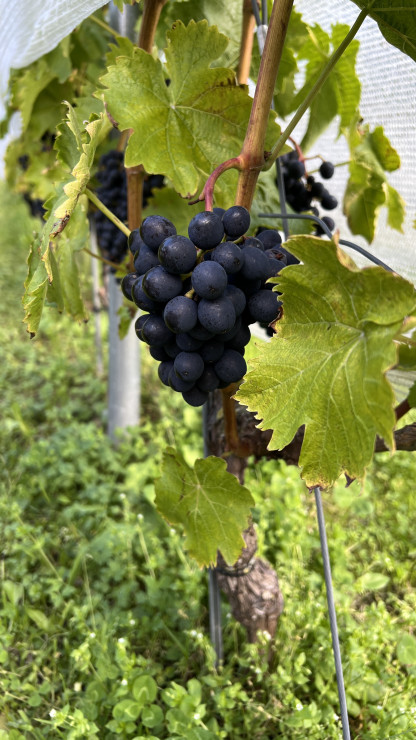 original 050 Weingut Coie Vin Kristiansand