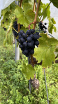 original 050 Weingut Coie Vin Kristiansand
